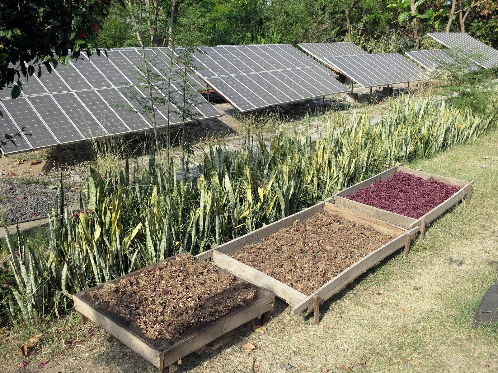 Solar panels beside a rooftop garden in Bhopal, India